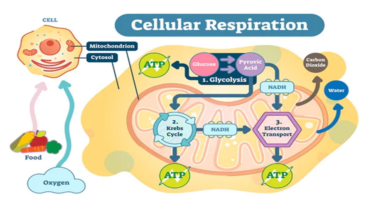 Does Ozone Therapy Improve Mitochondrial Function? – naturalozone.co.nz